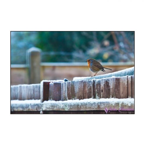 A Robin - photographed by wedding and portrait photographer John Charlton